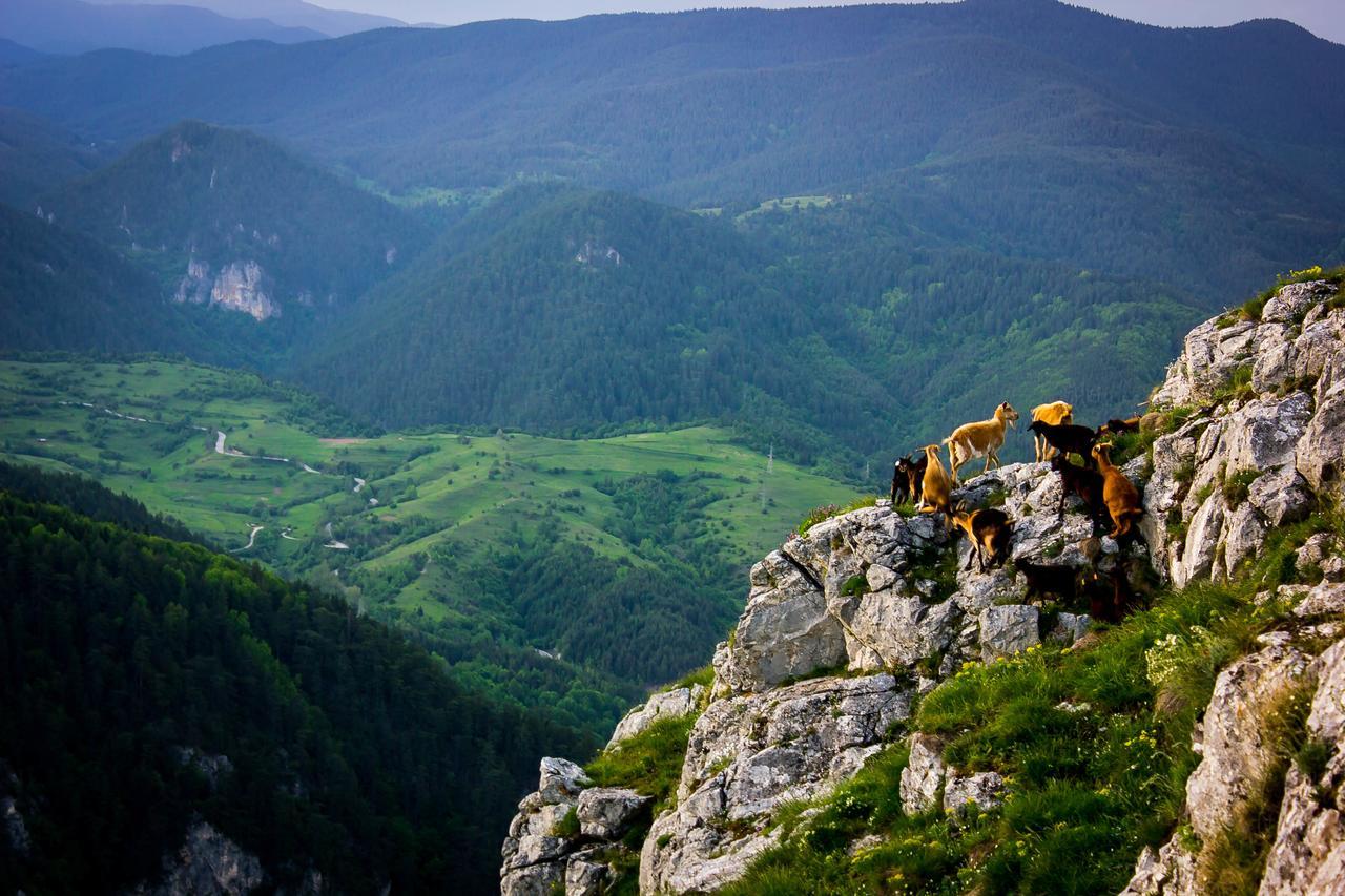 Hotel Mursal Ягодина Экстерьер фото